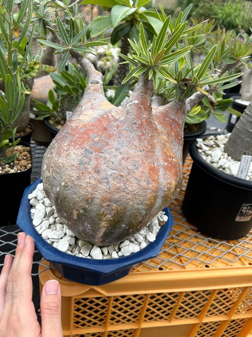 パキポディウム グラキリス 特大 20センチくらい