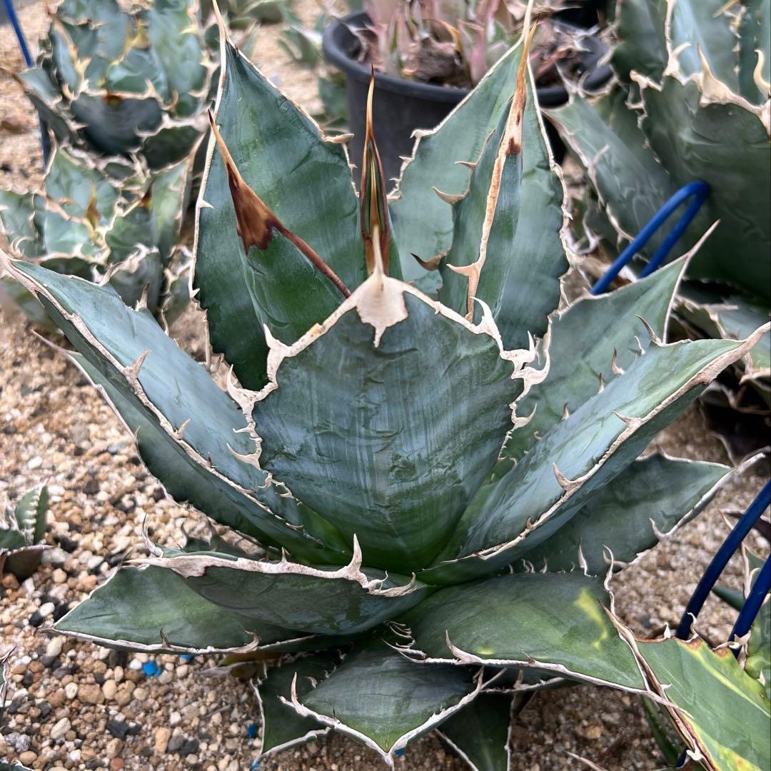 アガベ　チタノタ　大株　国産古株