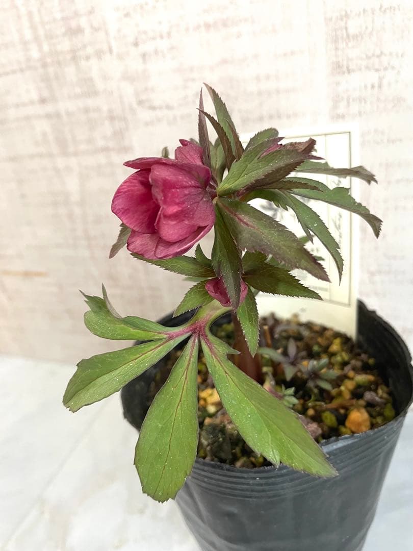 専用です。オキシ系　小輪ピンクゴールド&広瀬ピンクゴールド　２点