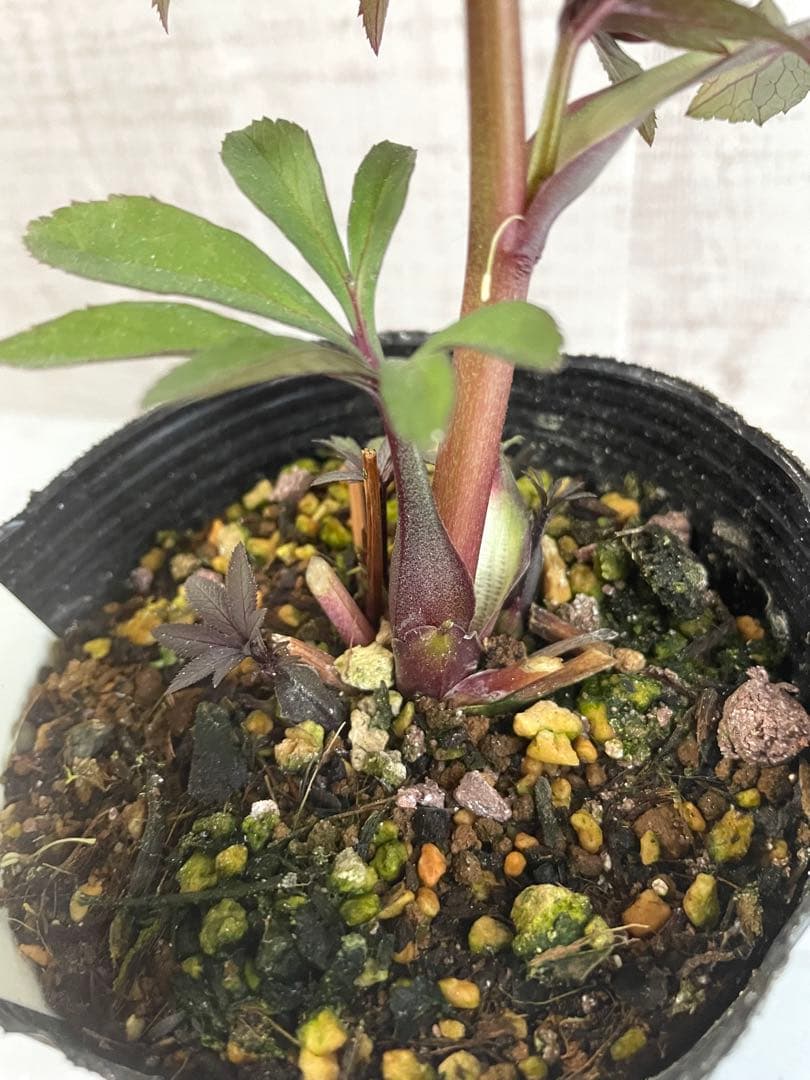 専用です。オキシ系　小輪ピンクゴールド&広瀬ピンクゴールド　２点