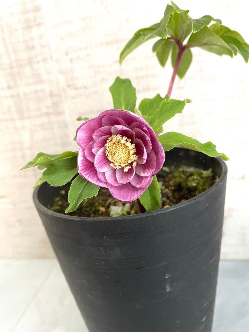 専用です。オキシ系　小輪ピンクゴールド&広瀬ピンクゴールド　２点