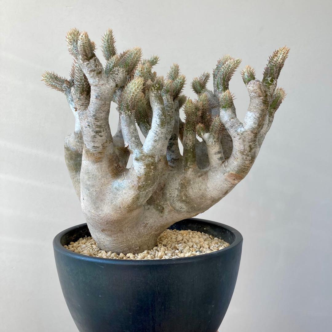 パキポディウム イノピナツム【希少・優良大株】※メルカリ便発送