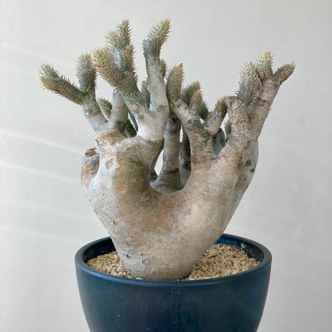 パキポディウム イノピナツム【希少・優良大株】※メルカリ便発送