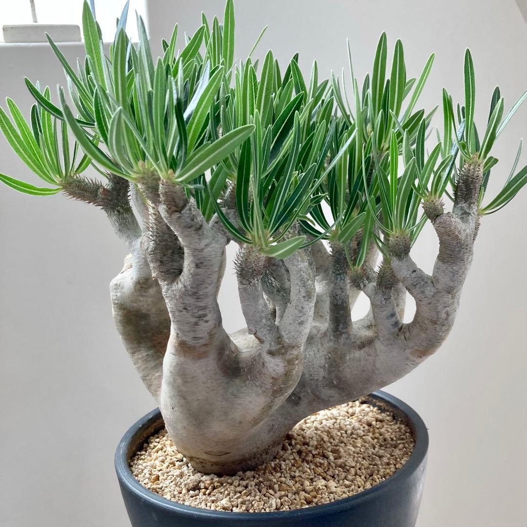 パキポディウム イノピナツム【希少・優良大株】※メルカリ便発送