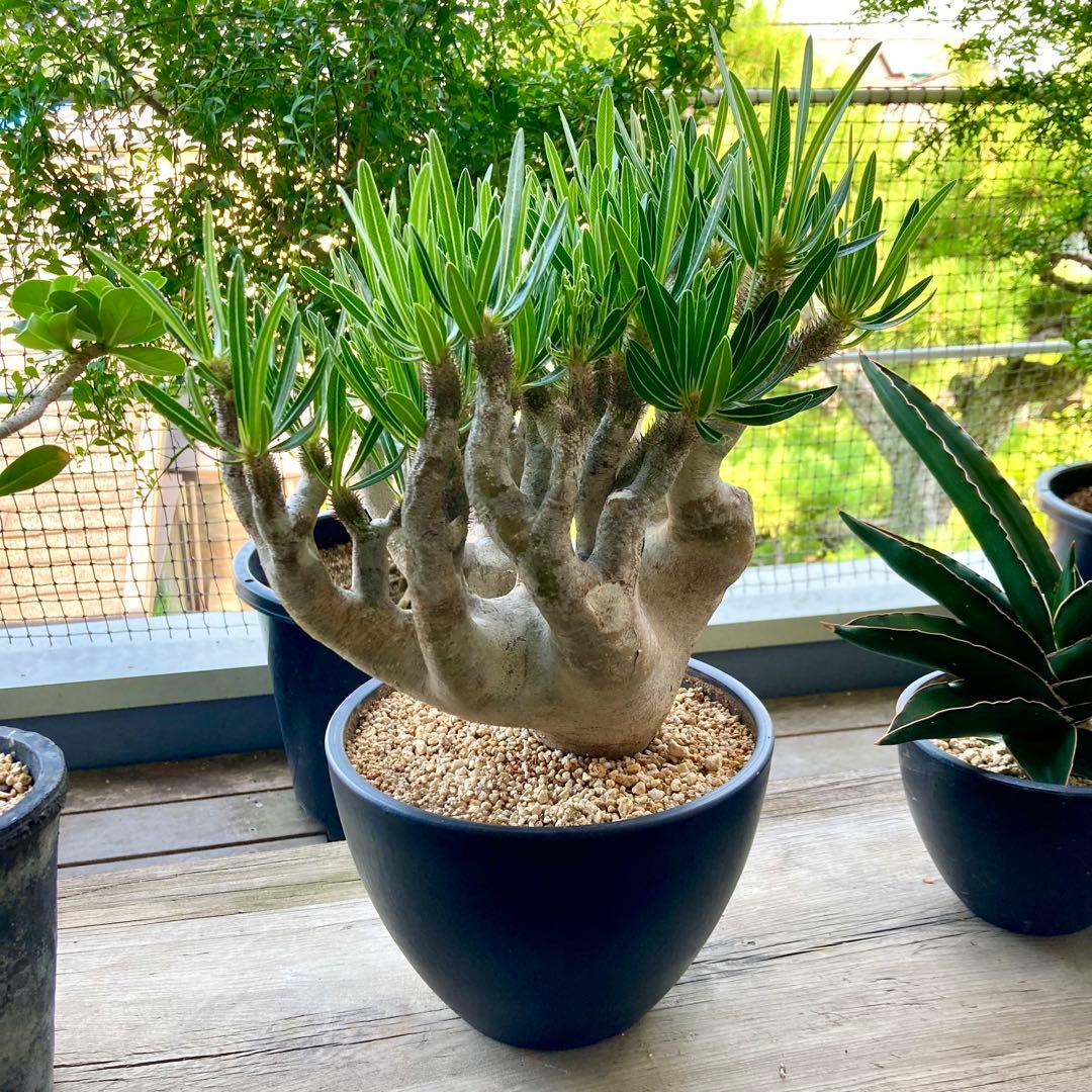 パキポディウム イノピナツム【希少・優良大株】※メルカリ便発送