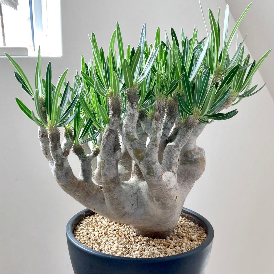 パキポディウム イノピナツム【希少・優良大株】※メルカリ便発送