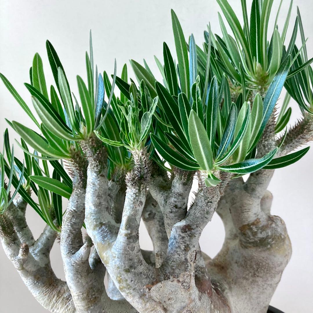 パキポディウム イノピナツム【希少・優良大株】※メルカリ便発送