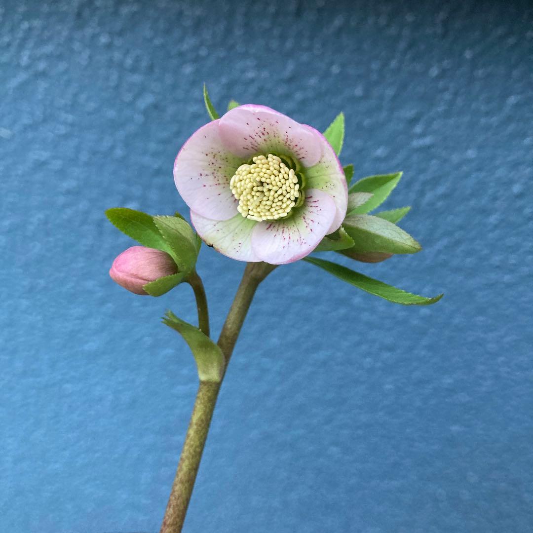 クリスマスローズ　極小輪ピンク　株分け前提