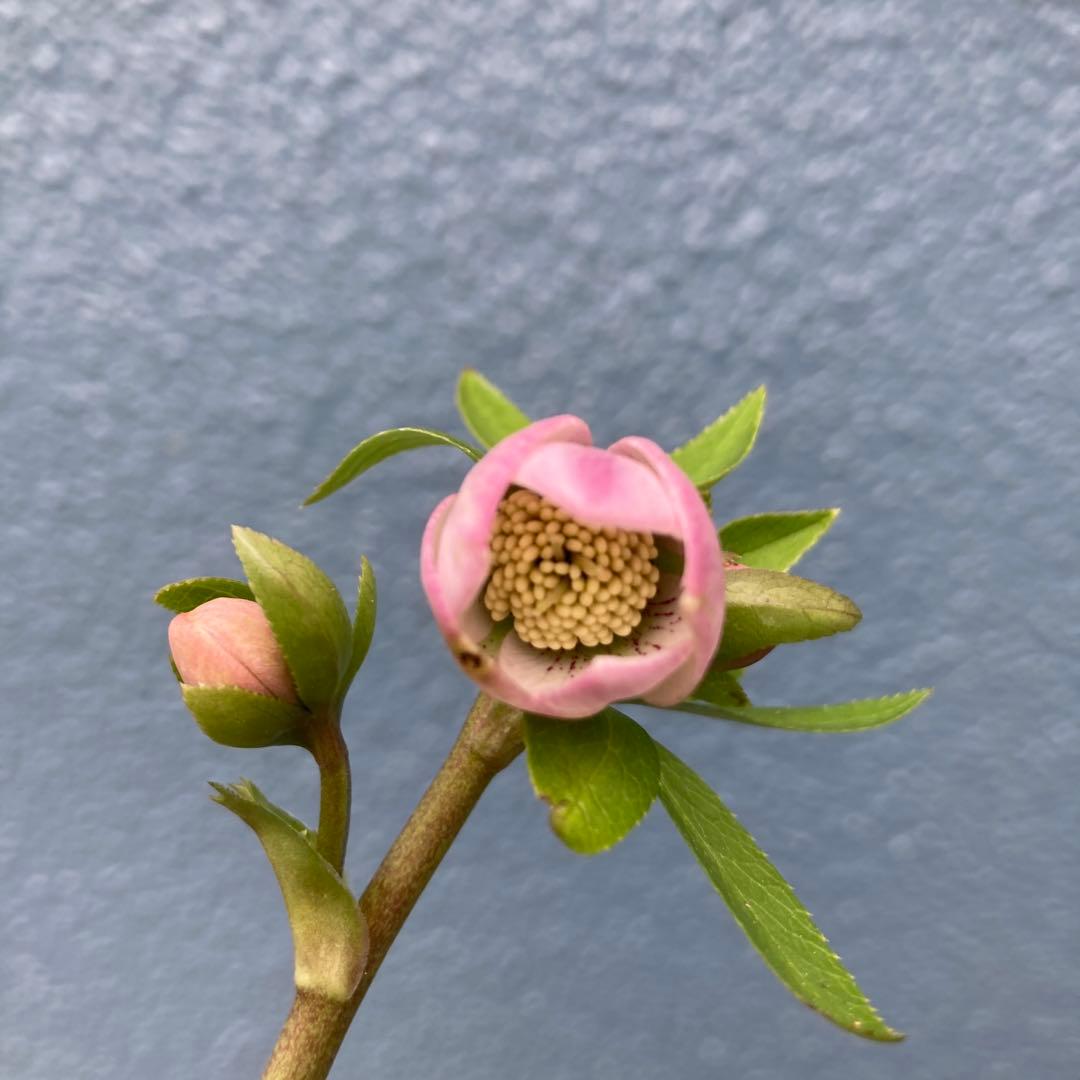 クリスマスローズ　極小輪ピンク　株分け前提