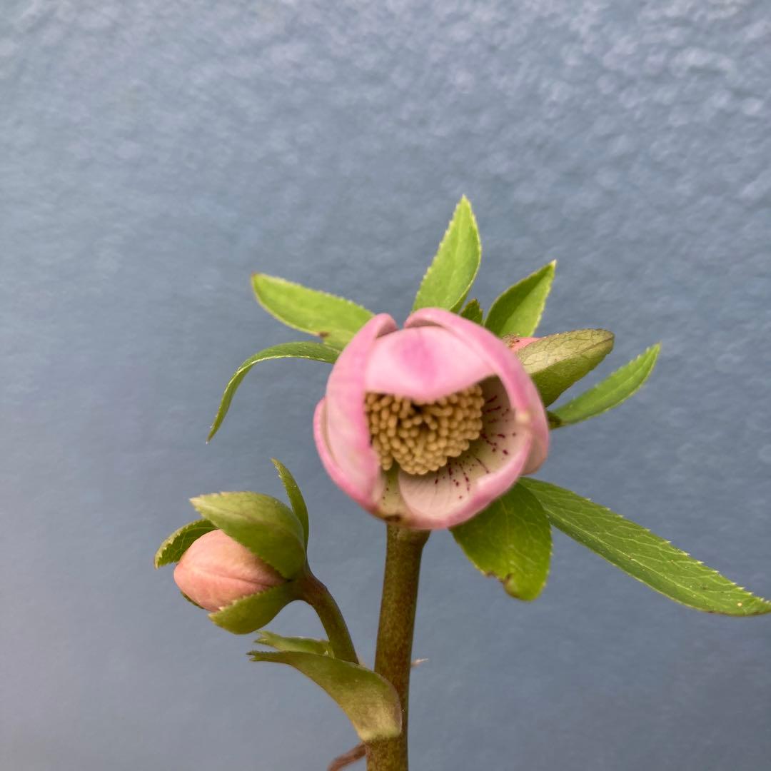 クリスマスローズ　極小輪ピンク　株分け前提