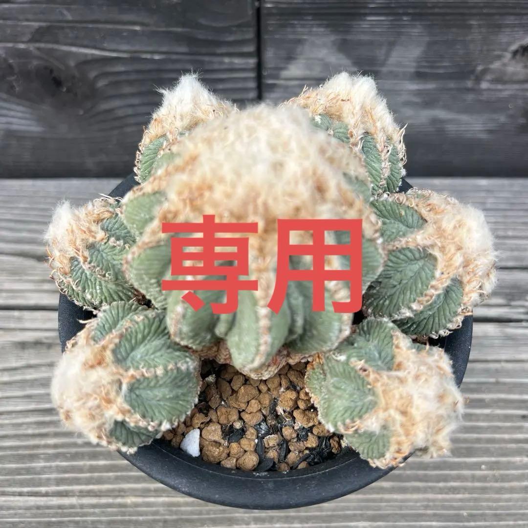 専用《hugoc様》花籠①・竜角牡丹セット