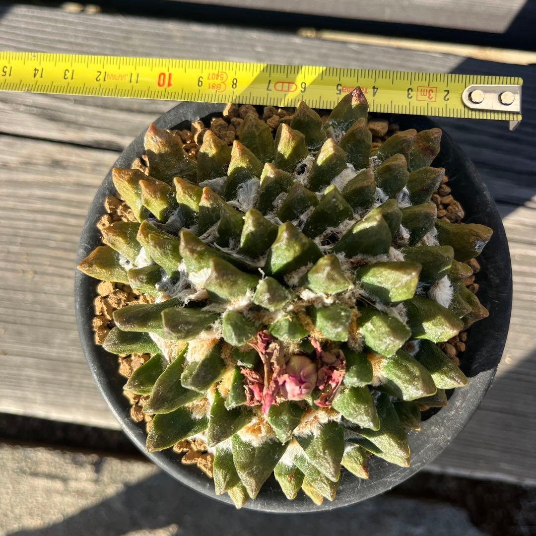 専用《hugoc様》花籠①・竜角牡丹セット