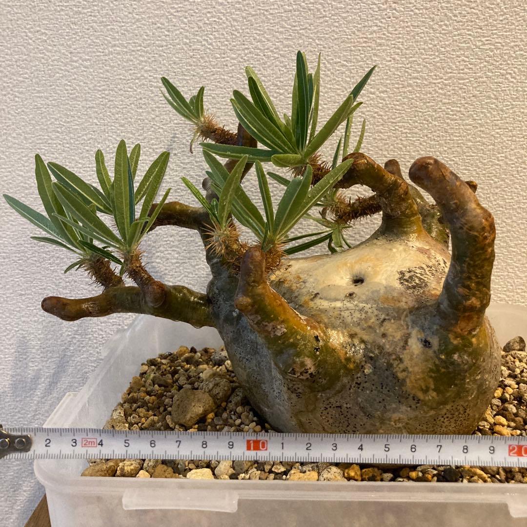 【極上コレ株】迷彩肌・扁平　現地球パキポディウム・グラキリス（短枝・風化枝）