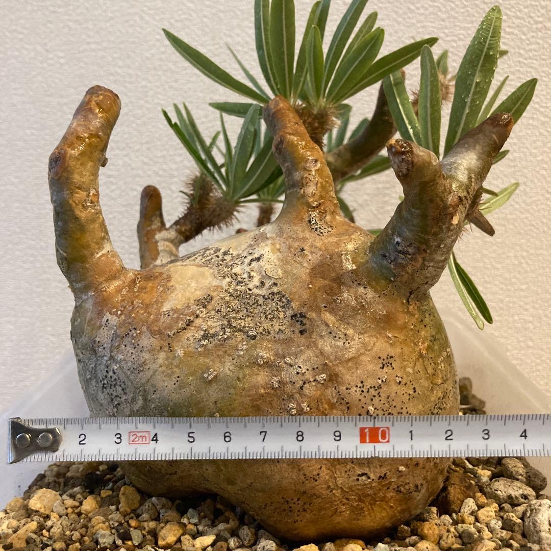 【極上コレ株】迷彩肌・扁平　現地球パキポディウム・グラキリス（短枝・風化枝）