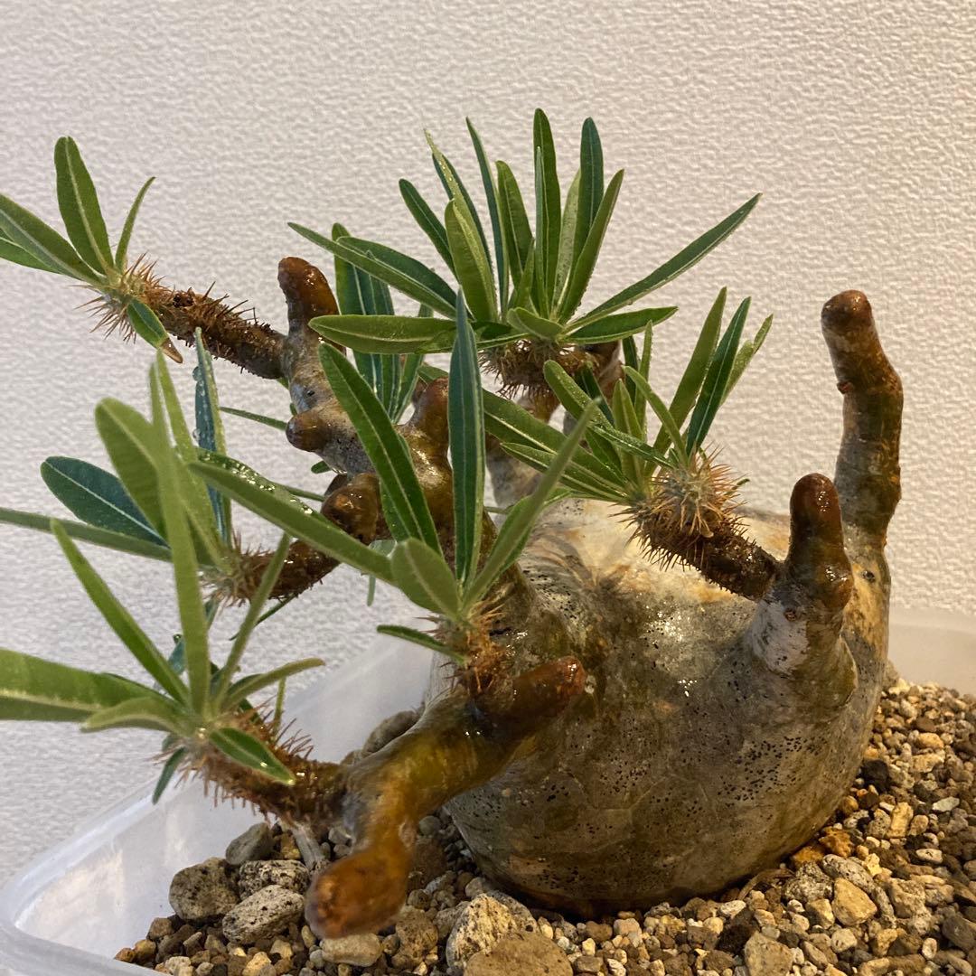 【極上コレ株】迷彩肌・扁平　現地球パキポディウム・グラキリス（短枝・風化枝）