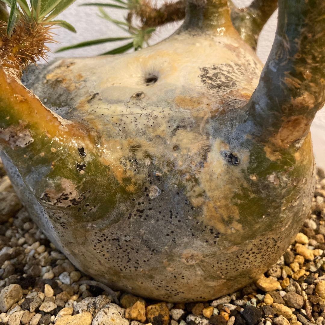 【極上コレ株】迷彩肌・扁平　現地球パキポディウム・グラキリス（短枝・風化枝）