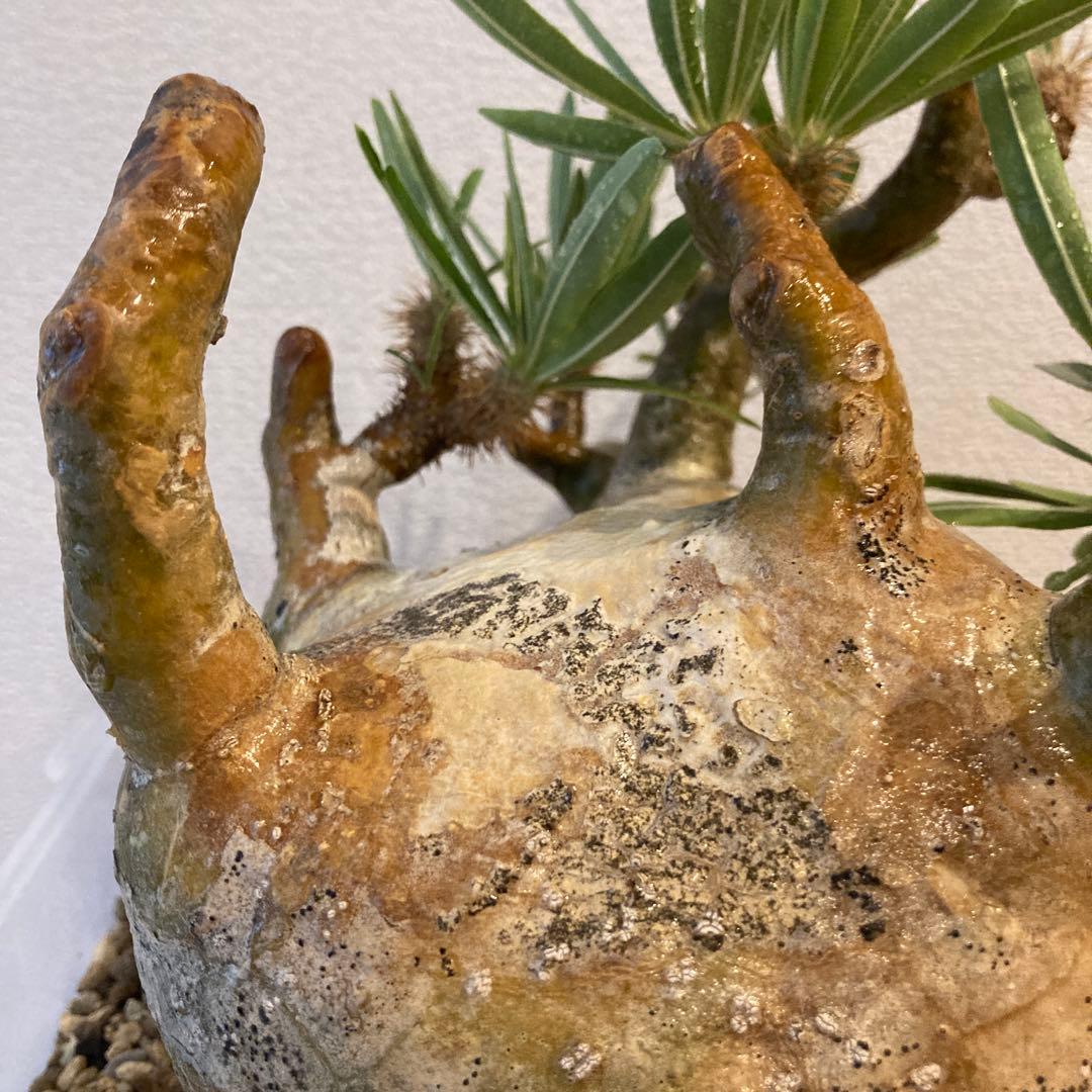 【極上コレ株】迷彩肌・扁平　現地球パキポディウム・グラキリス（短枝・風化枝）