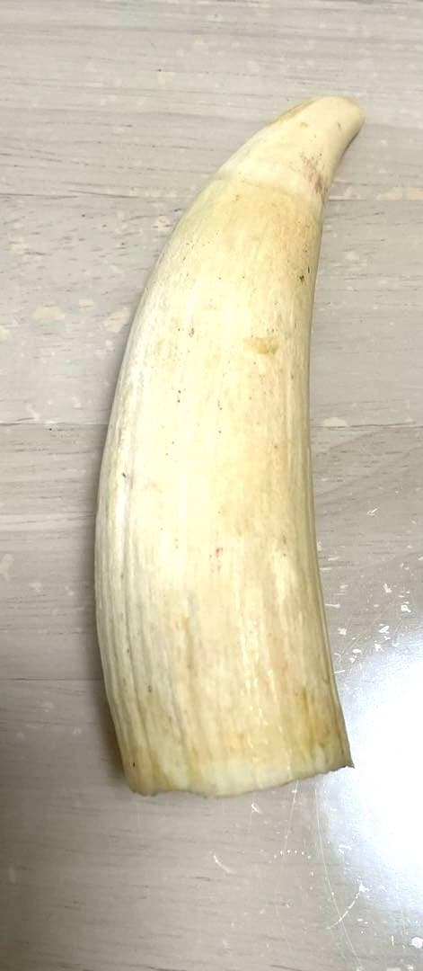 鯨の歯