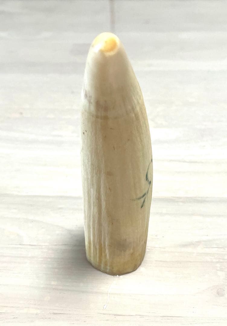 鯨の歯