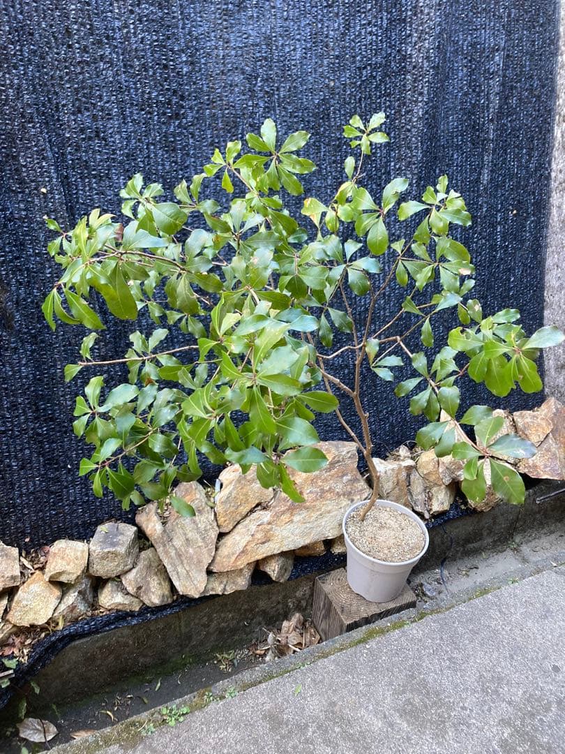 山採り　アセビ　馬酔木　約160センチ