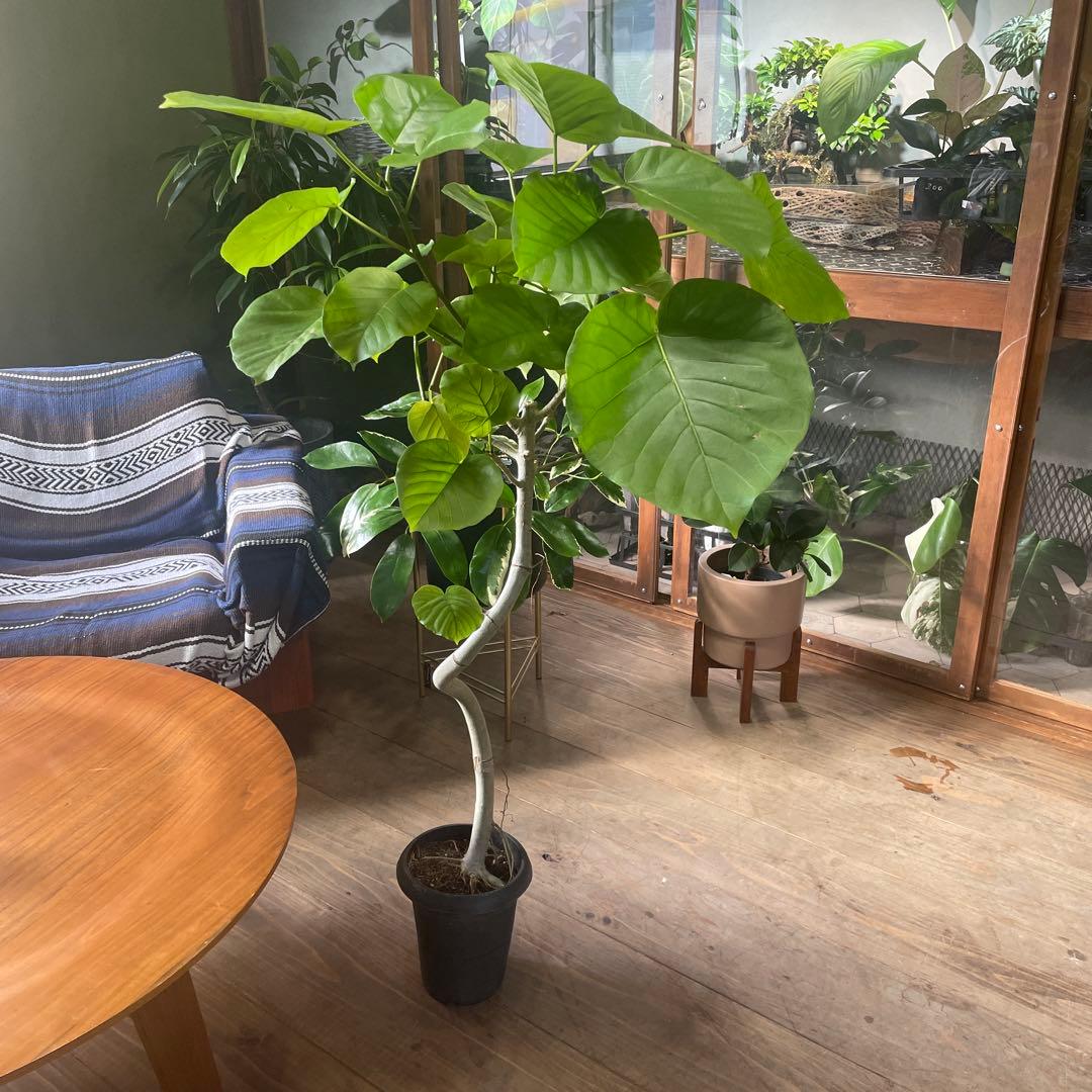 フィカス　ウンベラータ　曲