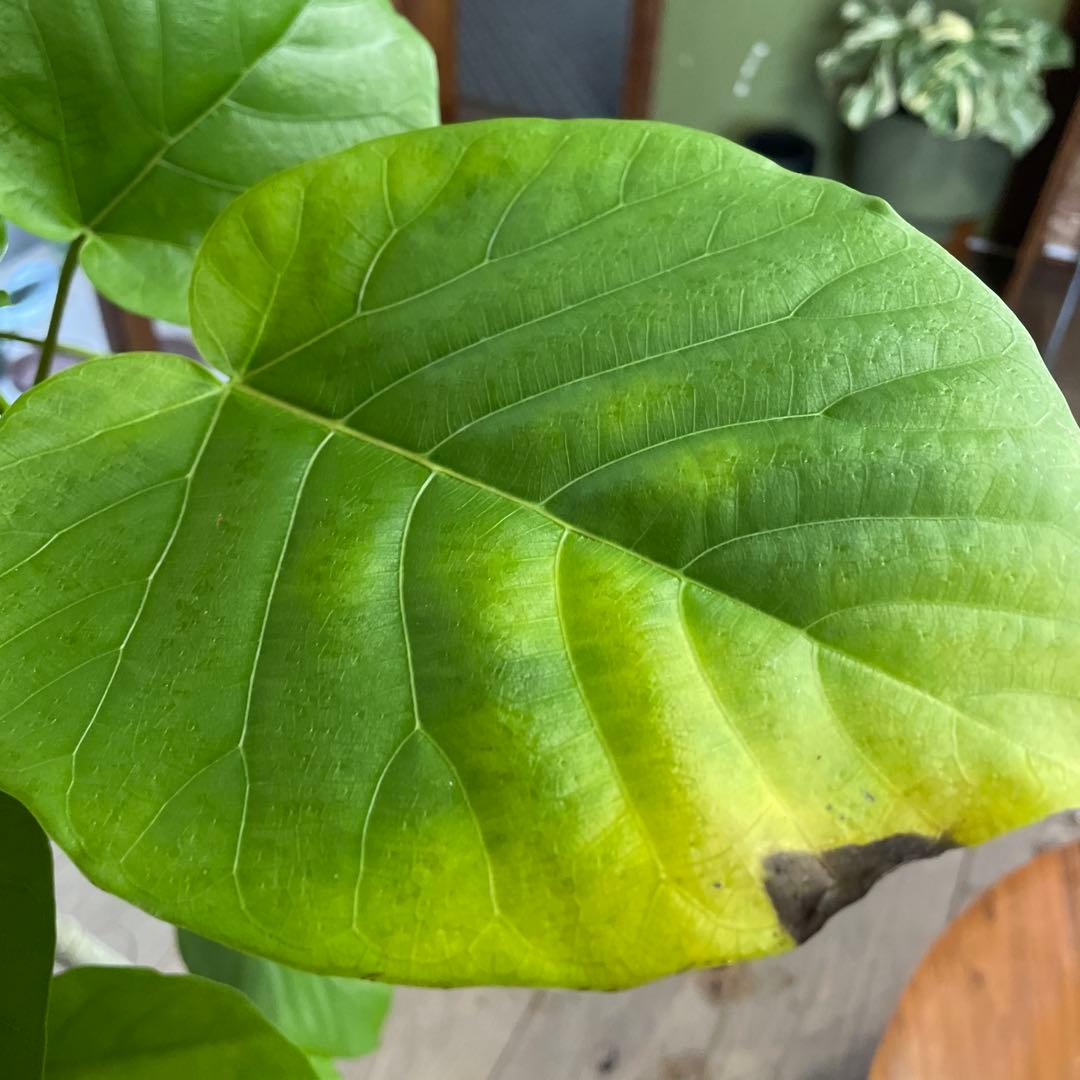 フィカス　ウンベラータ　曲