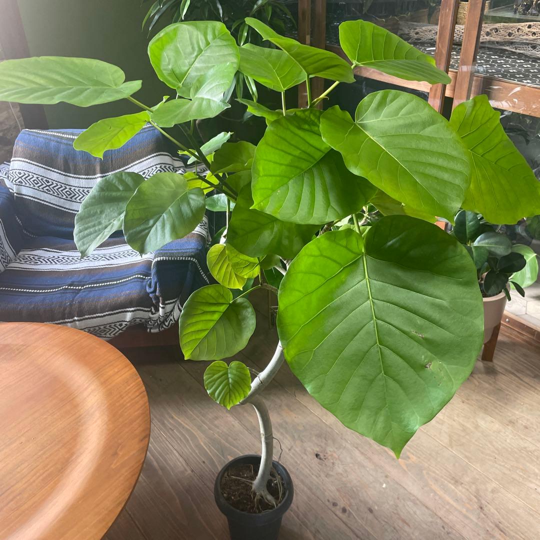 フィカス　ウンベラータ　曲