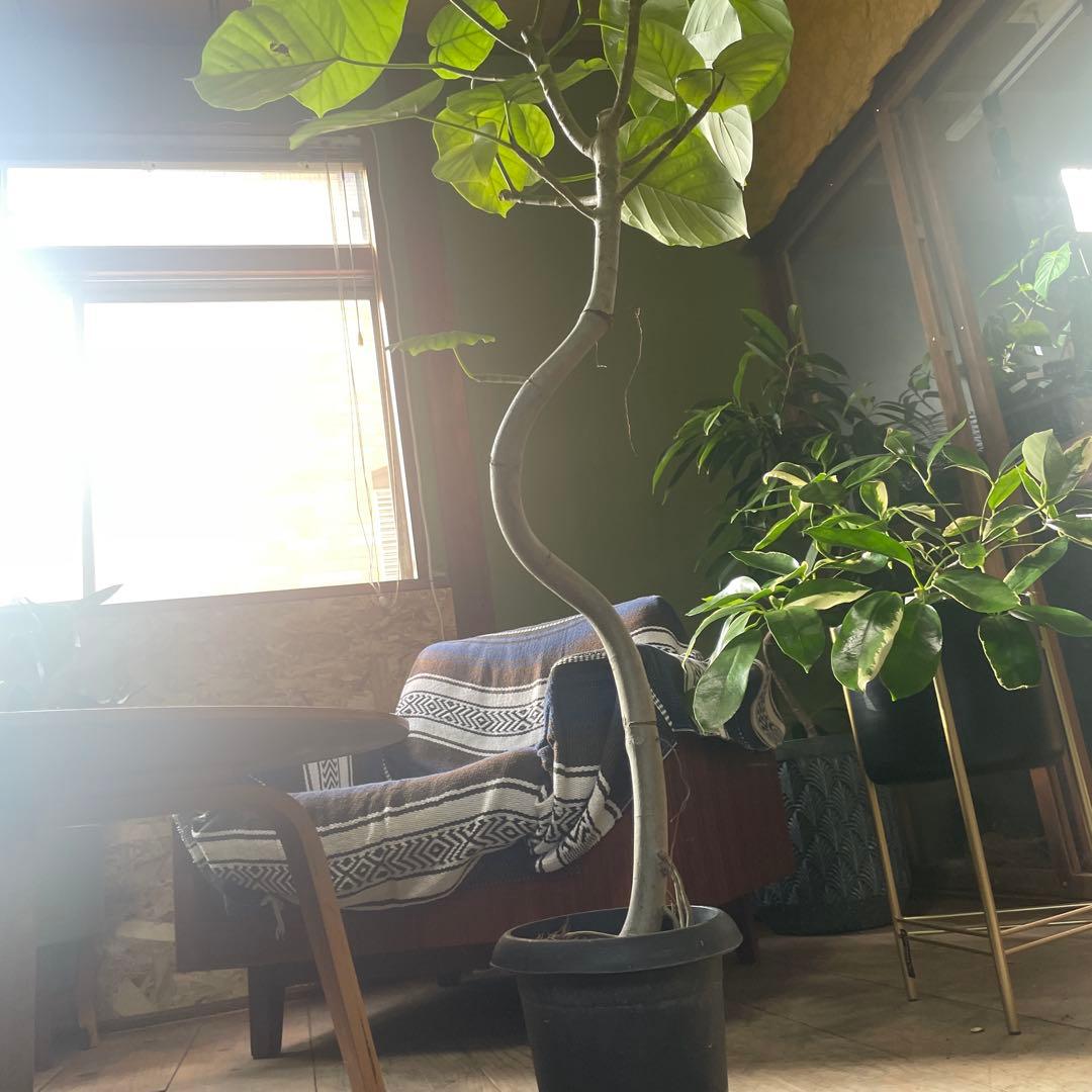 フィカス　ウンベラータ　曲