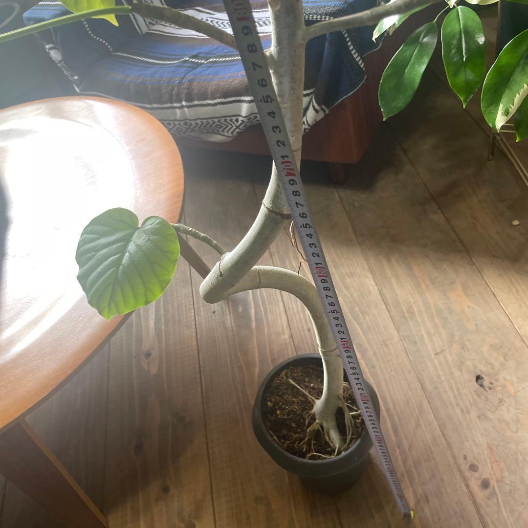 フィカス　ウンベラータ　曲