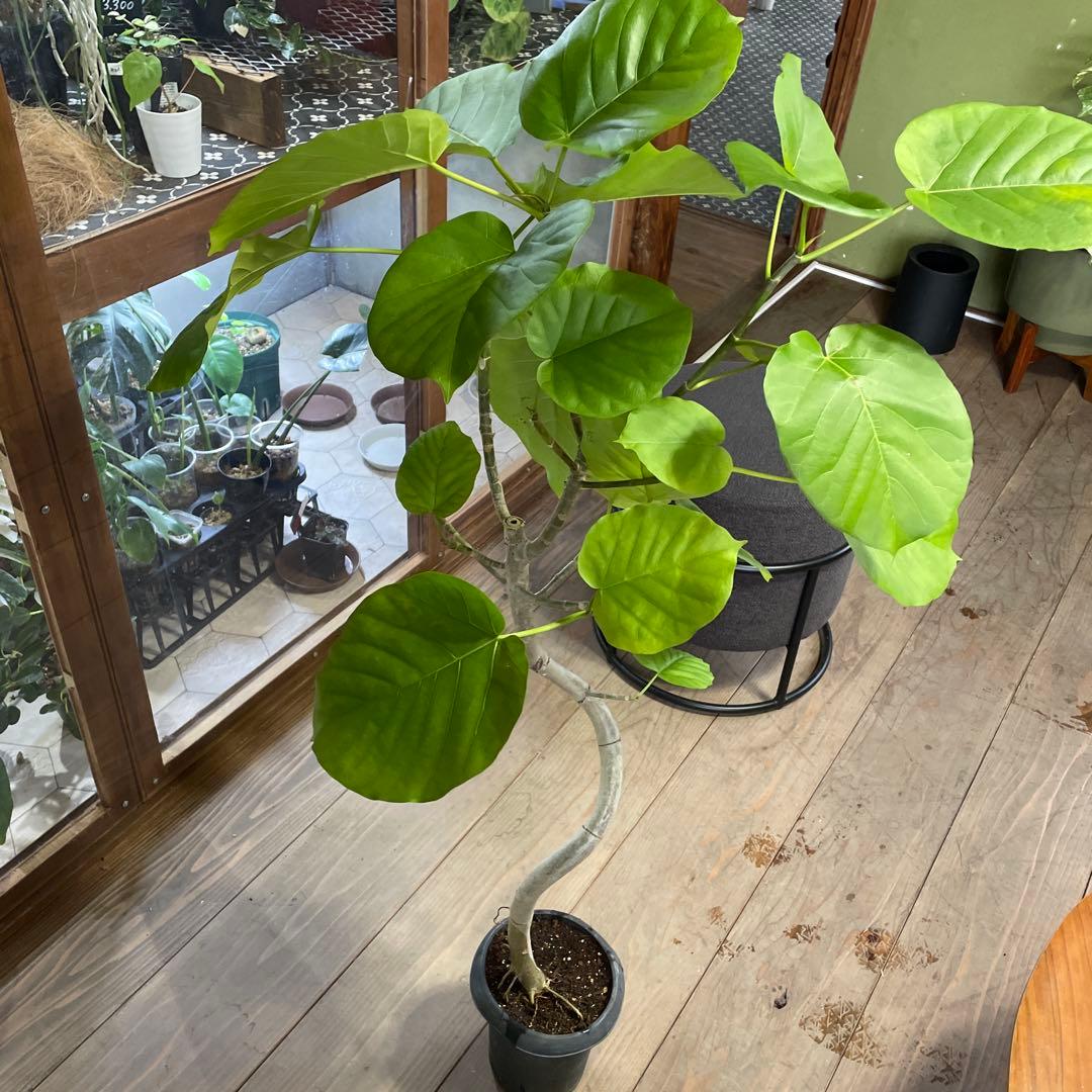 フィカス　ウンベラータ　曲