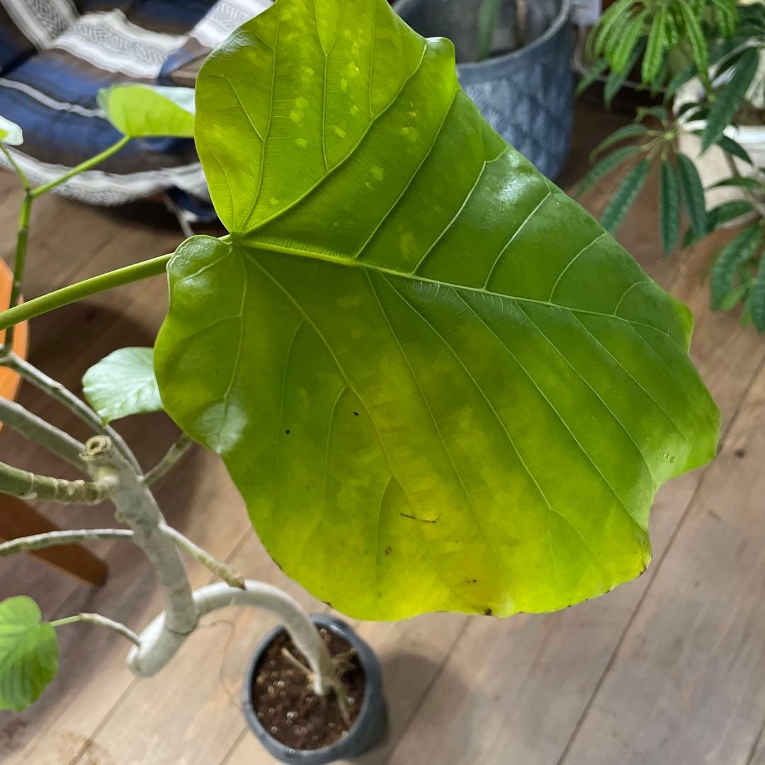 フィカス　ウンベラータ　曲