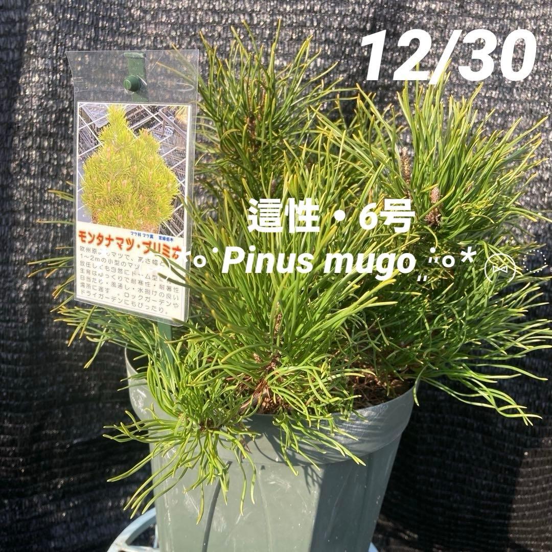 ②*:ஐ這松・ドーム型の松*:ஐ【モンタナマツ・プミリオ ・プリミオ】６号