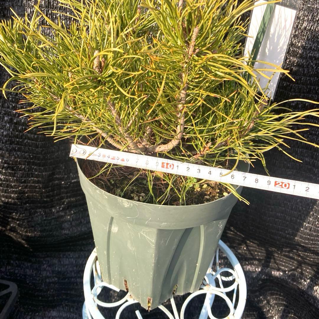 ②*:ஐ這松・ドーム型の松*:ஐ【モンタナマツ・プミリオ ・プリミオ】６号