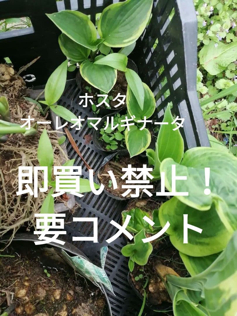 要コメント即買い禁止！ホスタ苗オーレオマルギナータ選んで一株（400円〜）