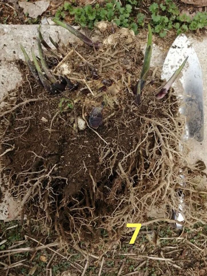 要コメント即買い禁止！ホスタ苗オーレオマルギナータ選んで一株（400円〜）