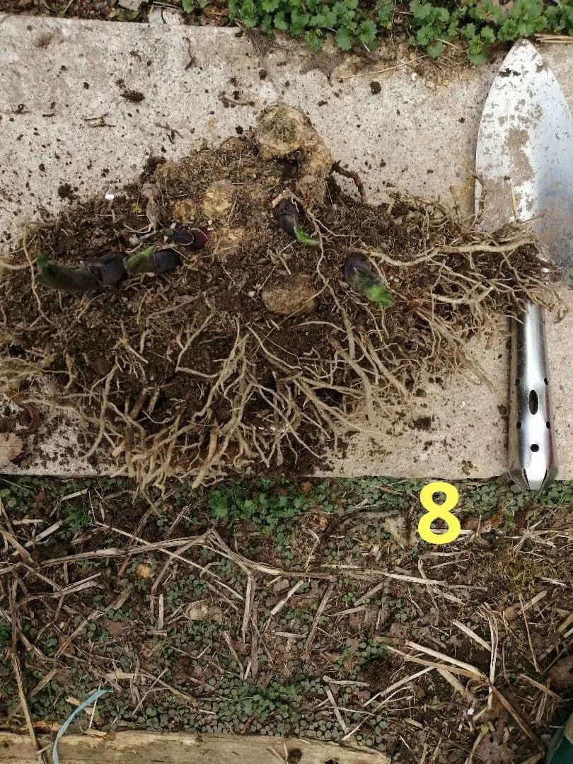 要コメント即買い禁止！ホスタ苗オーレオマルギナータ選んで一株（400円〜）