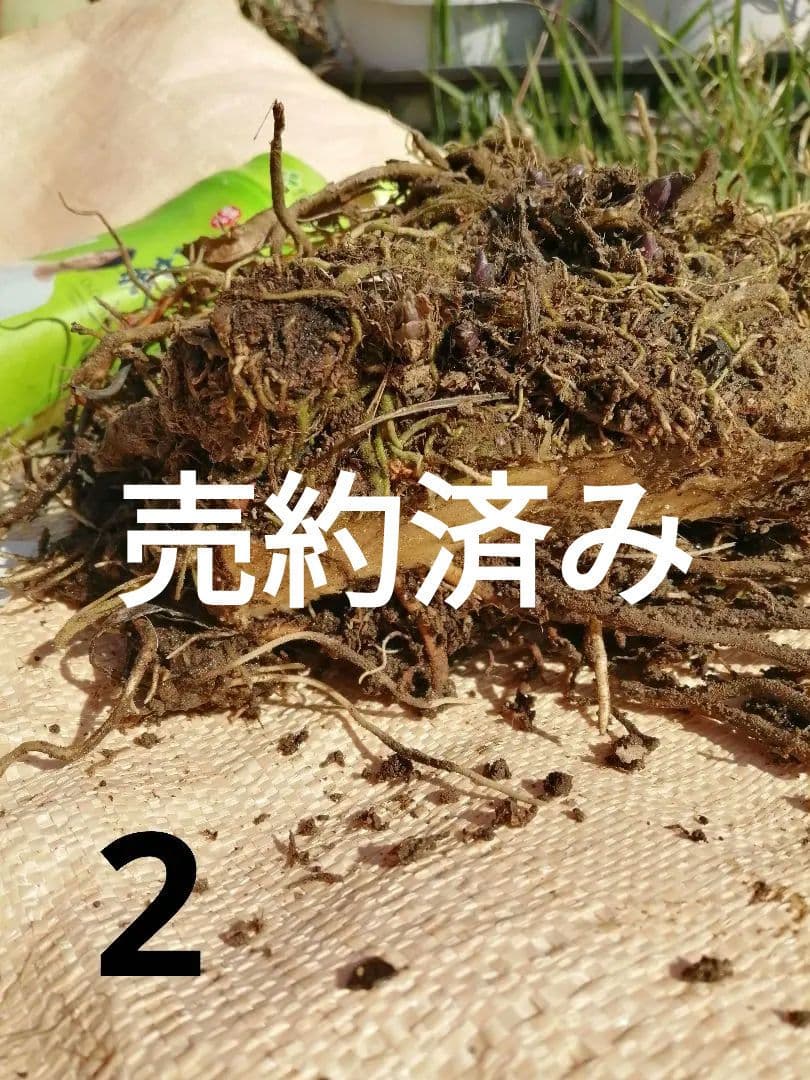 要コメント即買い禁止！ホスタ苗オーレオマルギナータ選んで一株（400円〜）