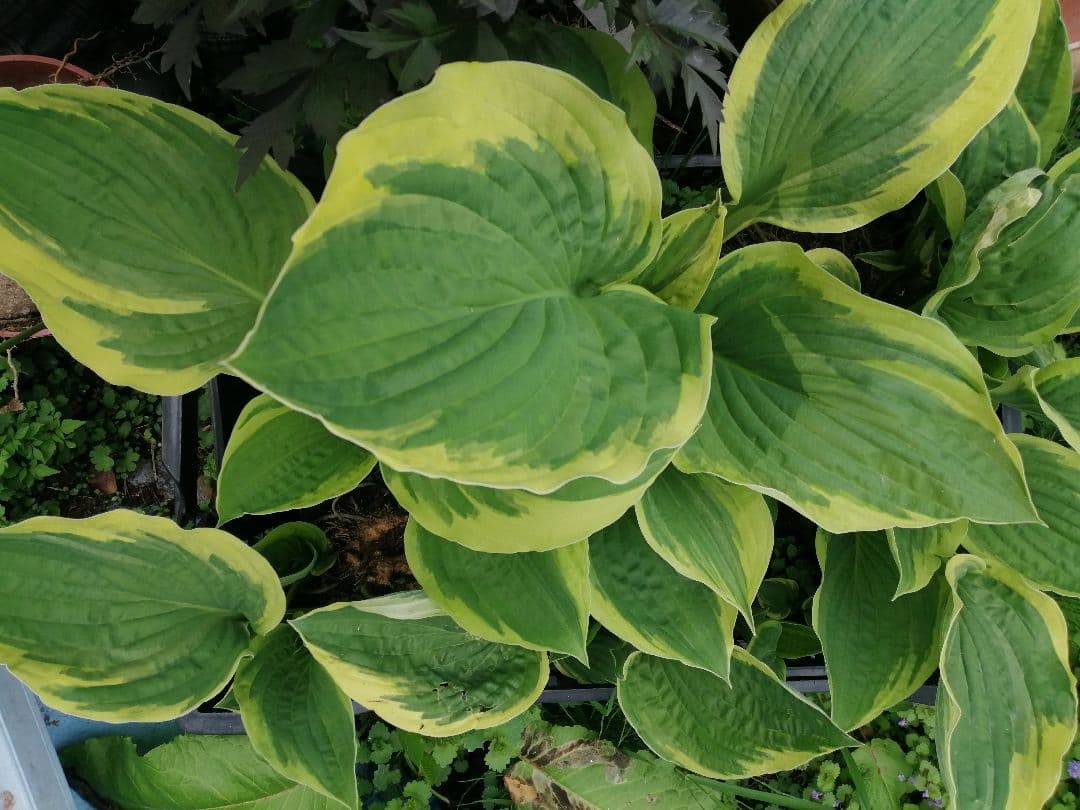 要コメント即買い禁止！ホスタ苗オーレオマルギナータ選んで一株（400円〜）