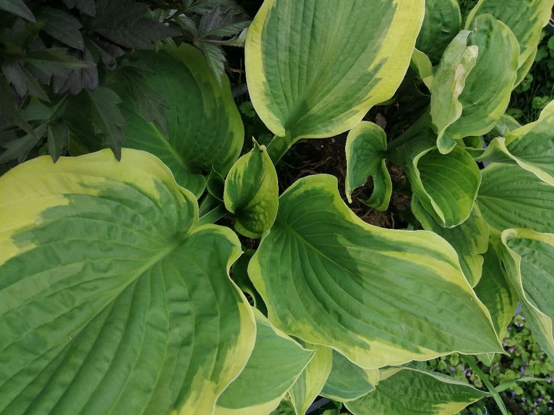 要コメント即買い禁止！ホスタ苗オーレオマルギナータ選んで一株（400円〜）