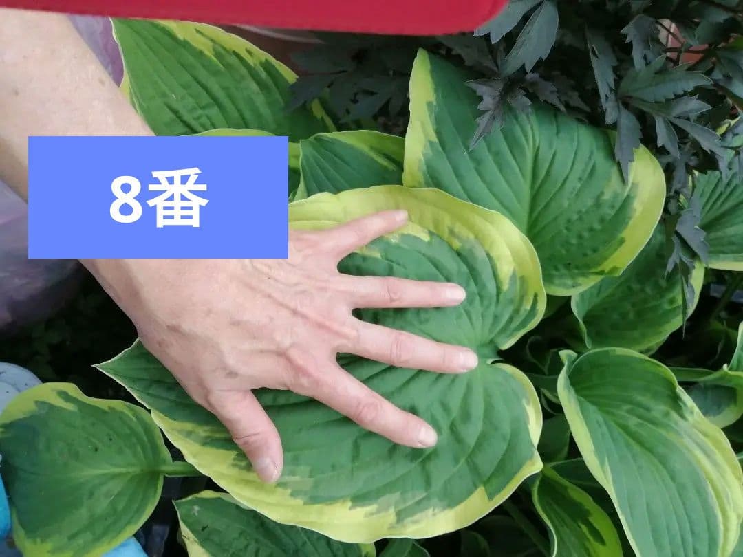 要コメント即買い禁止！ホスタ苗オーレオマルギナータ選んで一株（400円〜）