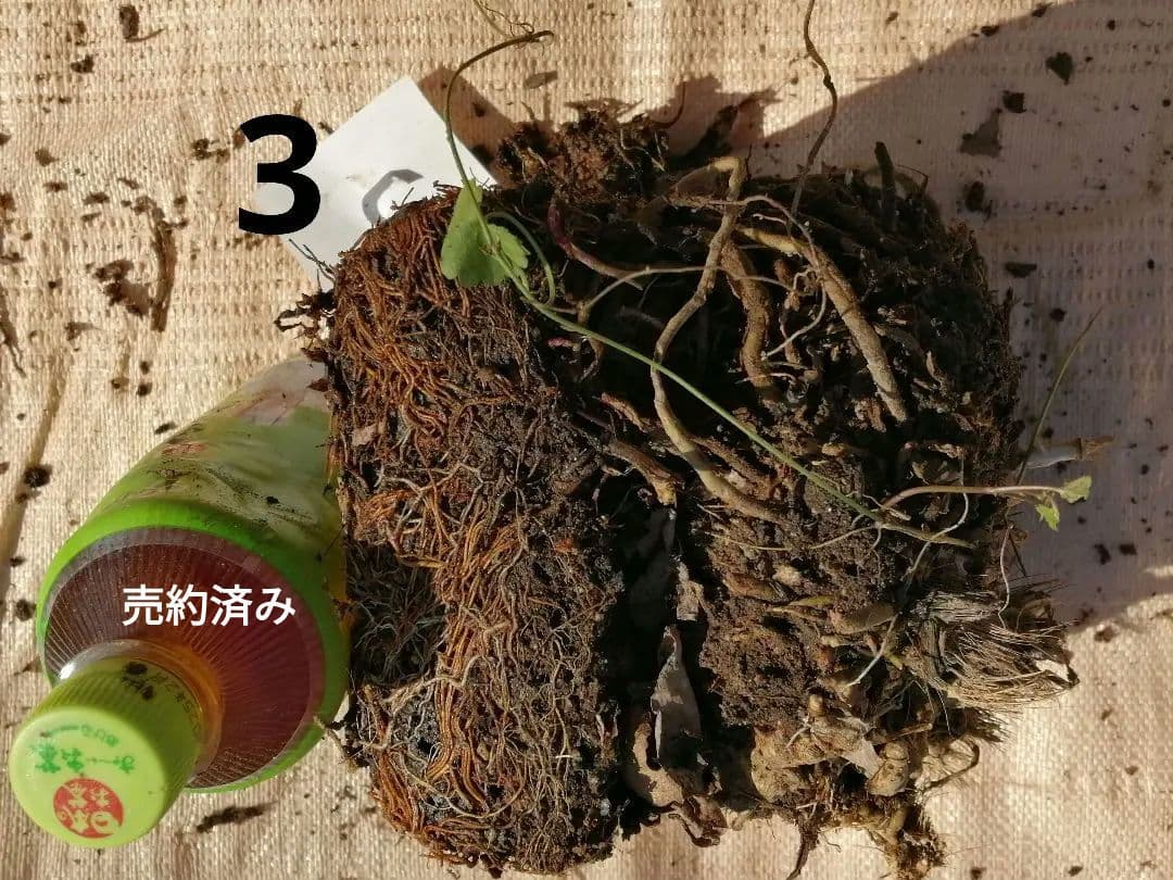 要コメント即買い禁止！ホスタ苗オーレオマルギナータ選んで一株（400円〜）