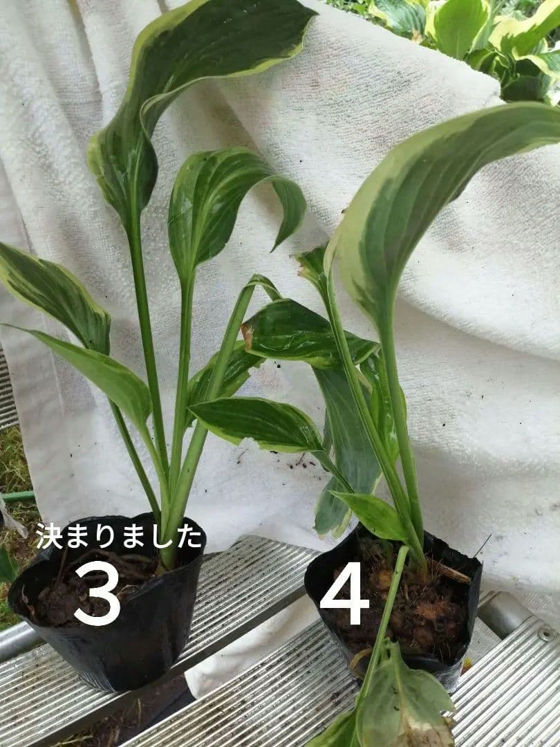 要コメント即買い禁止！ホスタ苗オーレオマルギナータ選んで一株（400円〜）