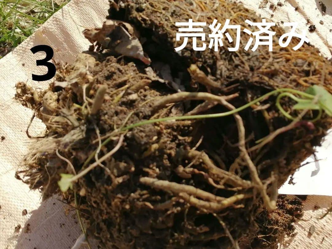 要コメント即買い禁止！ホスタ苗オーレオマルギナータ選んで一株（400円〜）