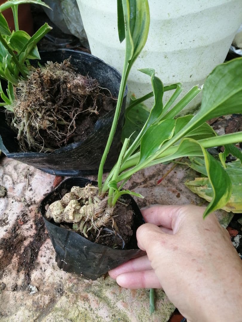 要コメント即買い禁止！ホスタ苗オーレオマルギナータ選んで一株（400円〜）