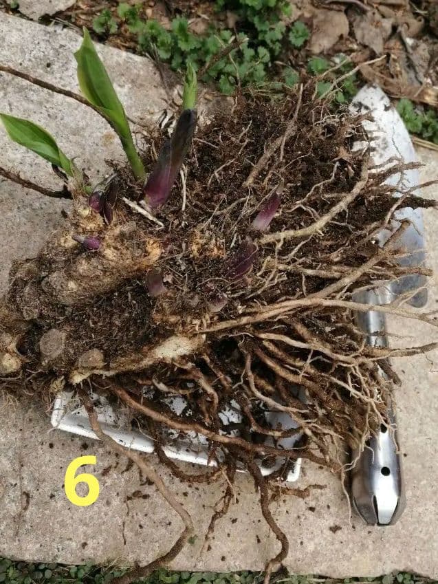 要コメント即買い禁止！ホスタ苗オーレオマルギナータ選んで一株（400円〜）