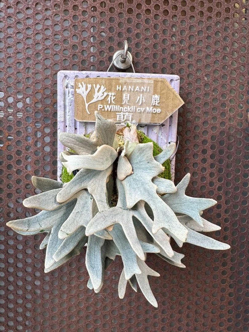 P.willinckii cv.Moe萌　OCオリジナルクローン