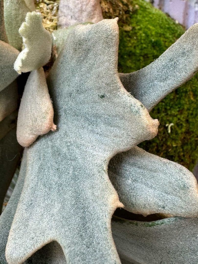 P.willinckii cv.Moe萌　OCオリジナルクローン