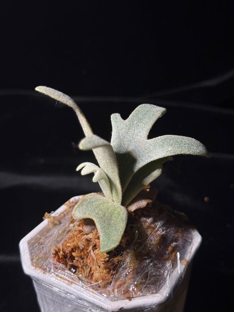 P.willinckii cv.Moe萌　OCオリジナルクローン