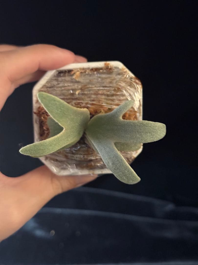 P.willinckii cv.Moe萌　OCオリジナルクローン