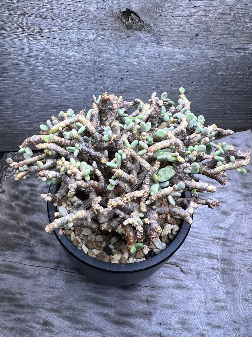 発根済　ケラリアピグマエア　ベアルート株　②